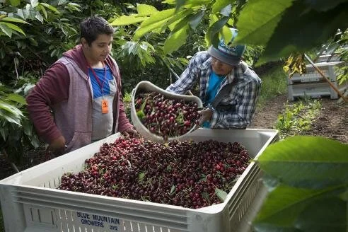 Cherries — Free Local News ⭑ The Dalles, Hood River, Dufur